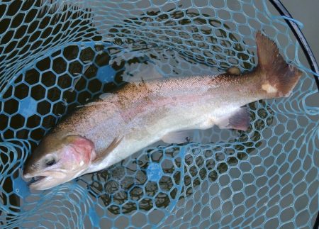 2/28　ウグイスの初鳴きを観測 ～岡崎トラウトポンド～　Lesson 14